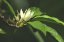 Magnolie TOUCH (Magnolia)
