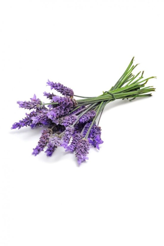 Levandule (Lavender) - 5ml