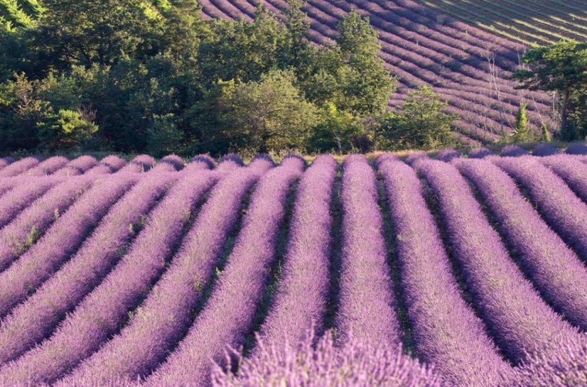 Levandule (Lavender) - vzorek 1ml