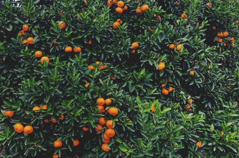 Mandarinka (Tangerine)
