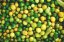 Limetka (Lime) - vzorek 1ml