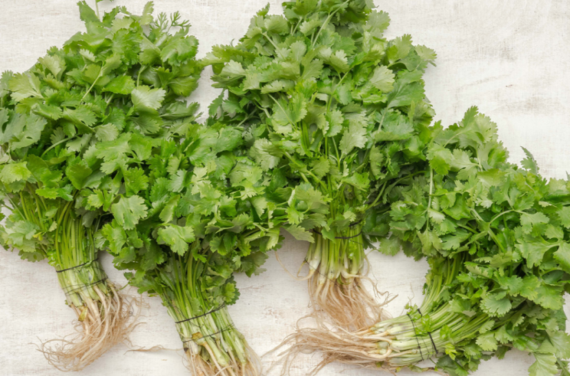 Koriandr - nať (Cilantro)